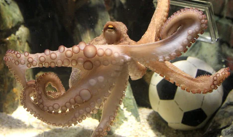 Octo the octopus